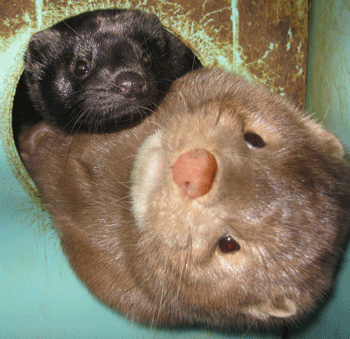 Two mink peek through hole, one small and black the other large and light brown
