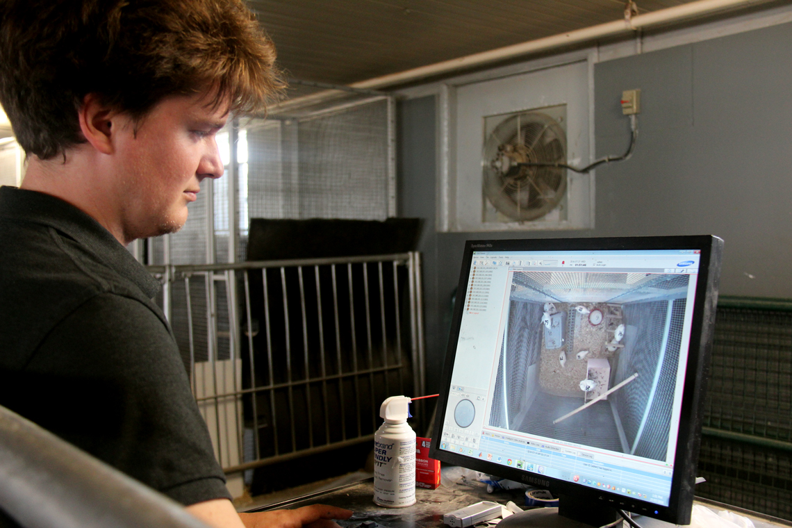 Patrick watches live video of hens on computer in barn.