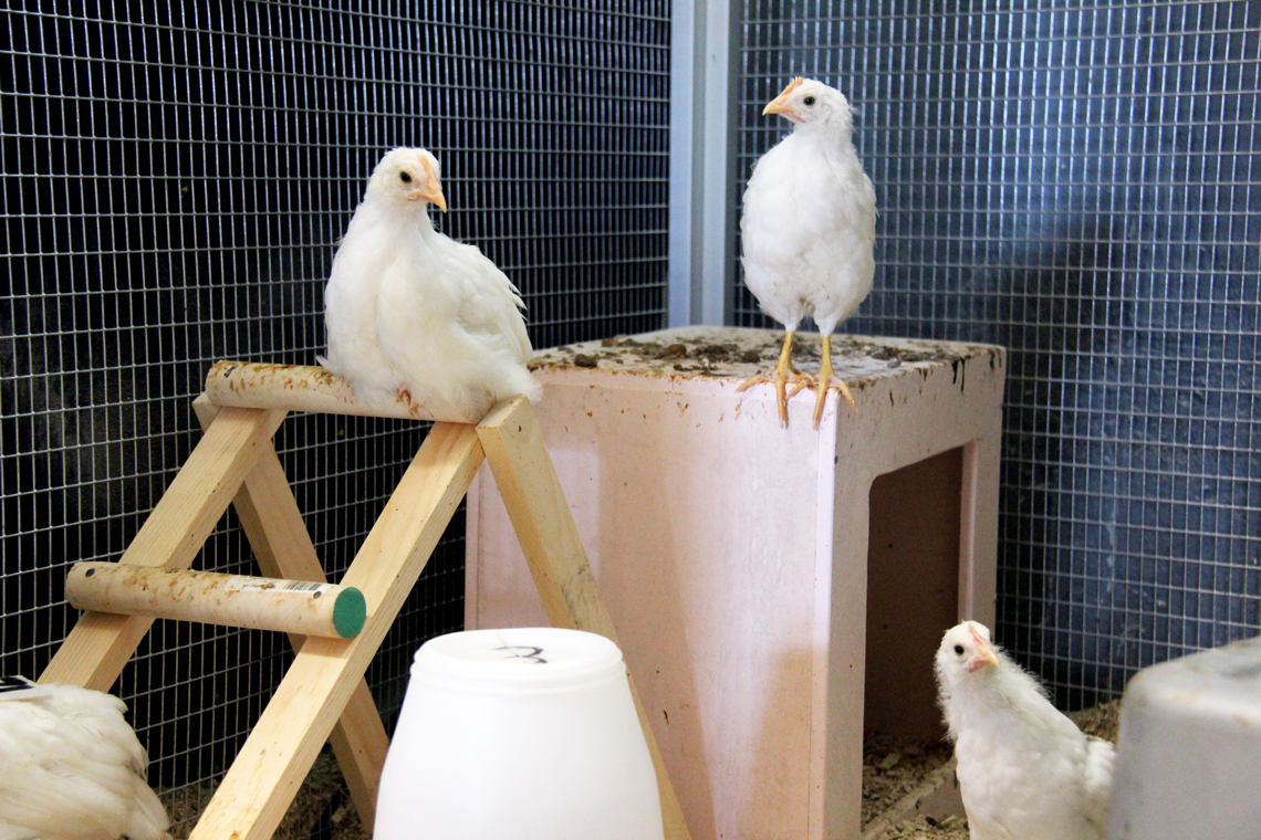 Hens stand perched in an aviary cage.