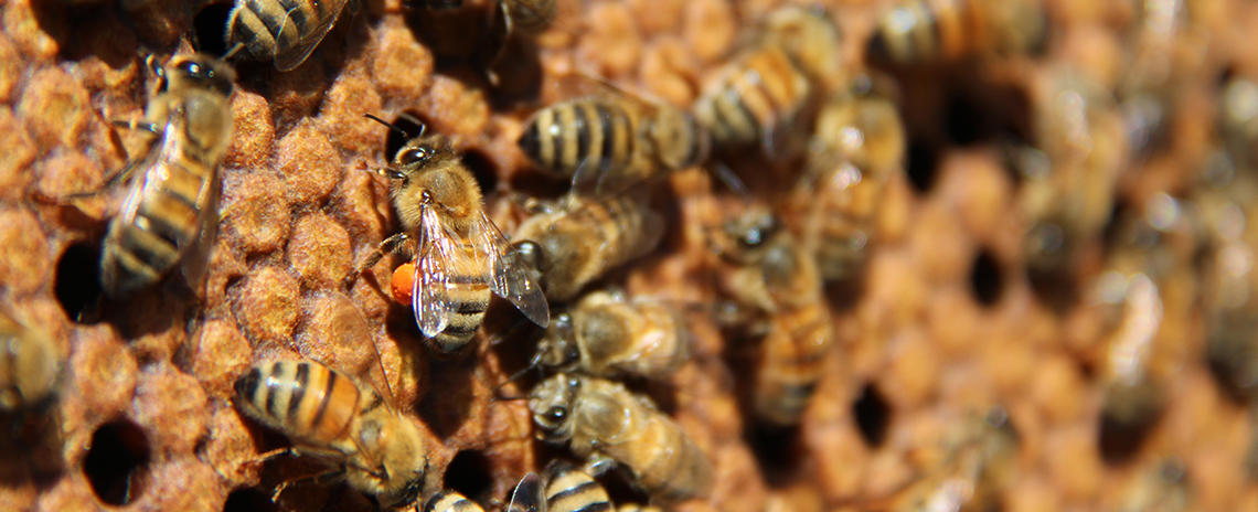 A honey bee with plenty of orange pollen. 