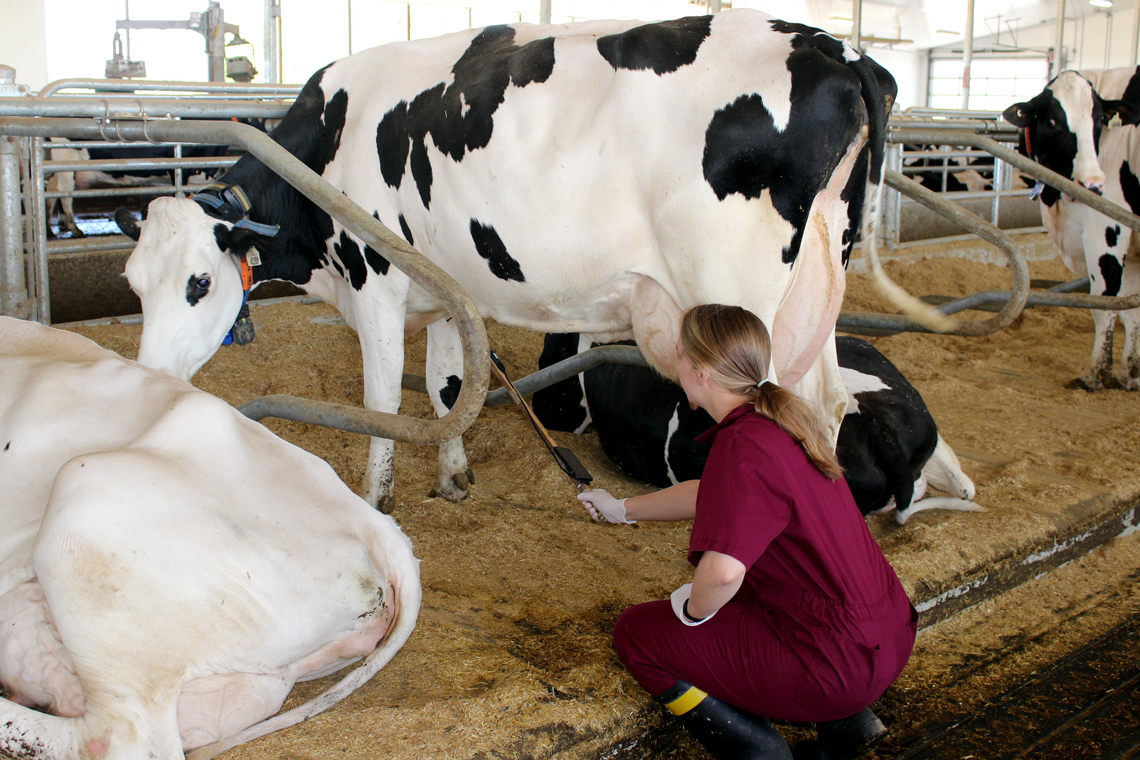Racheal crouches beside a cow to scan it's stomach with a small wireless device.