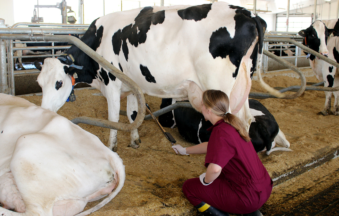 Students crouches with probe toward white dairy cow's stomach