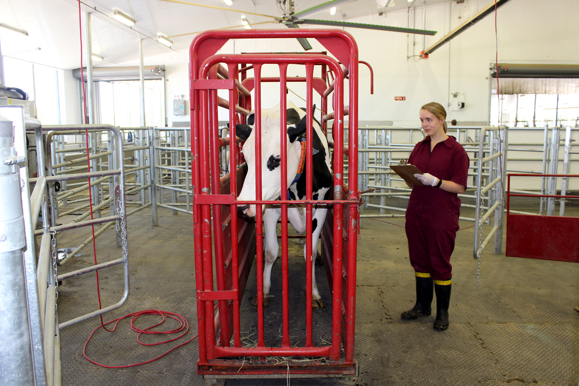 Racheal measures the weight of a cow standing in a red stall scale.