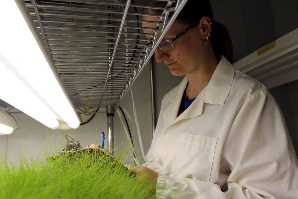 Sara Sticker analyzes turfgrass in a growth room.
