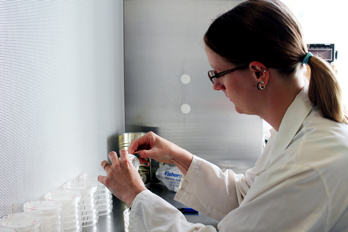 Sara Stricker works with Petri dishes in the lab.