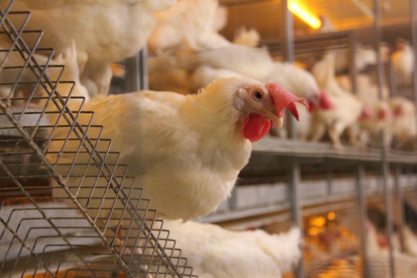 A layer hen in a research barn.