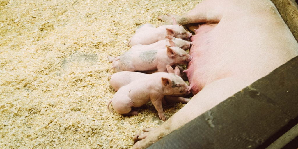 Piglets feeding from their mother.