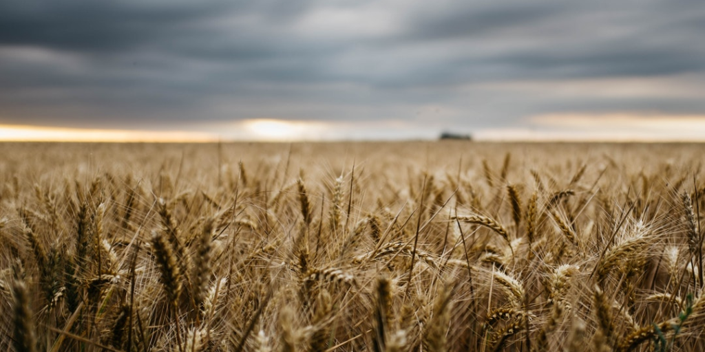 A field of wheat,