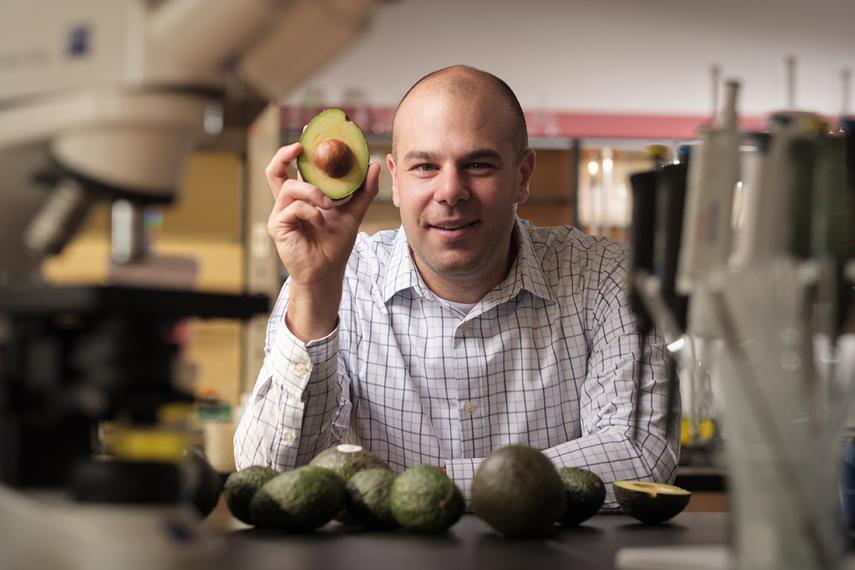 Paul Spagnuolo holds up avacado in a lab near microscopes
