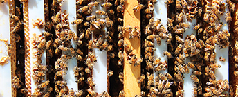 Top view of bees in their hive.