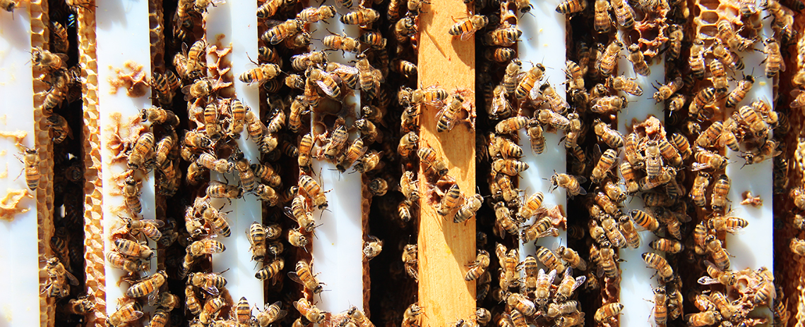 Over head view of bees in a hive. 