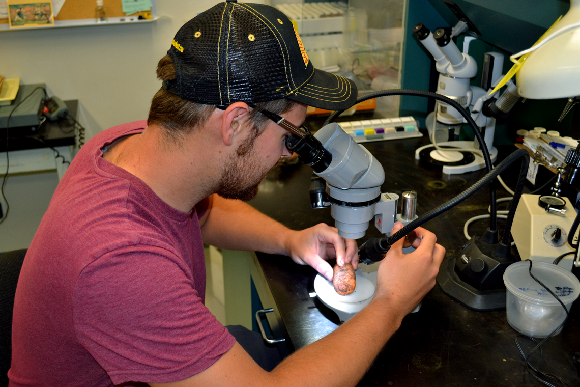 Zach looks at a carrot under a microscope.