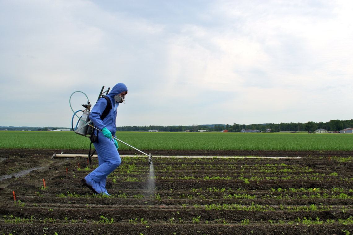 Zach sprays pesticide on carrot field using a backpack sprayer.