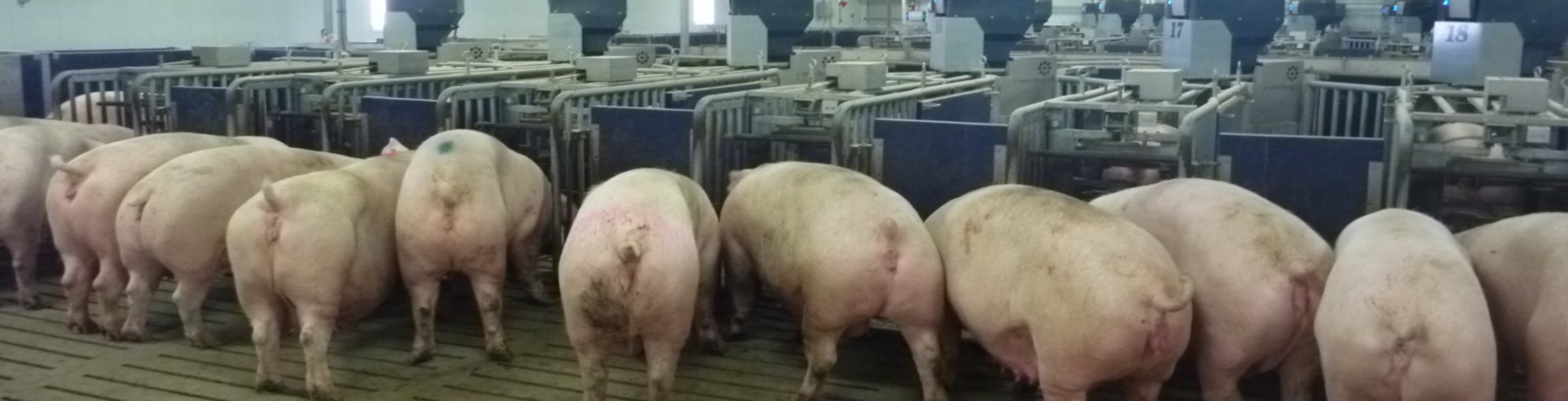 Pigs at electronic sow feeders