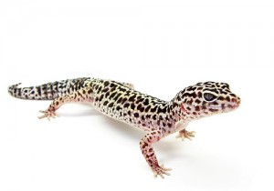 Researching geckos to help the human healing process.
