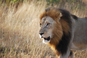 Lion in African savanna.
