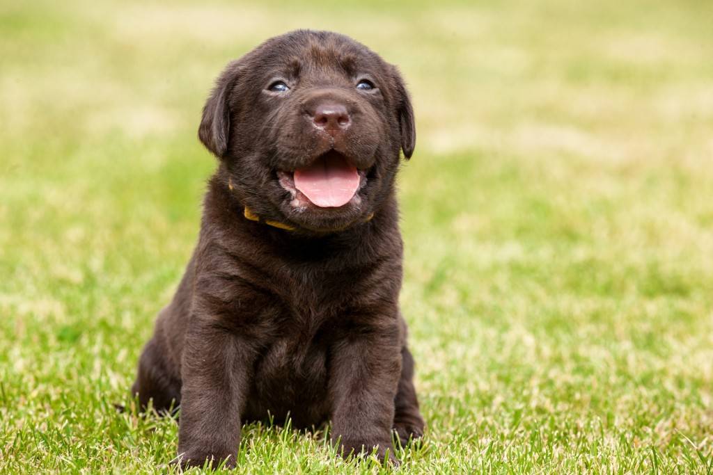 Puppy, OVC Pet Trust