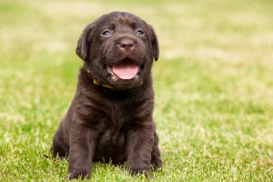 Puppy, OVC Pet Trust