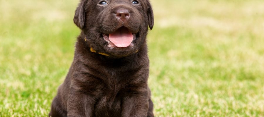 Puppy, OVC Pet Trust