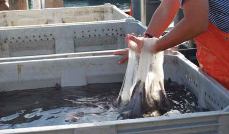 Hagfish offer insight into cardiovascular health
