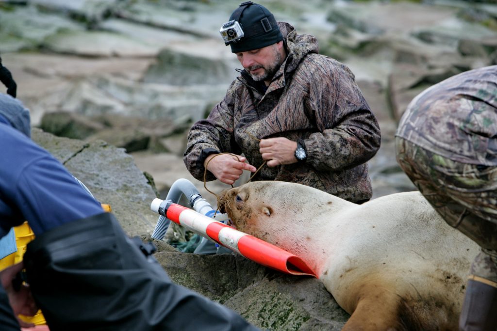 Vancouver aquarium veterinarian Martin Haulena