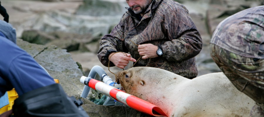 Vancouver aquarium veterinarian Martin Haulena