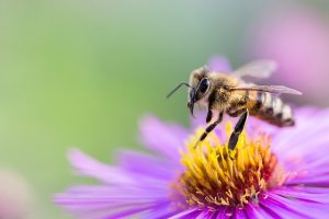 Bee flower choices altered by exposure to pesticides, University of Guelph research