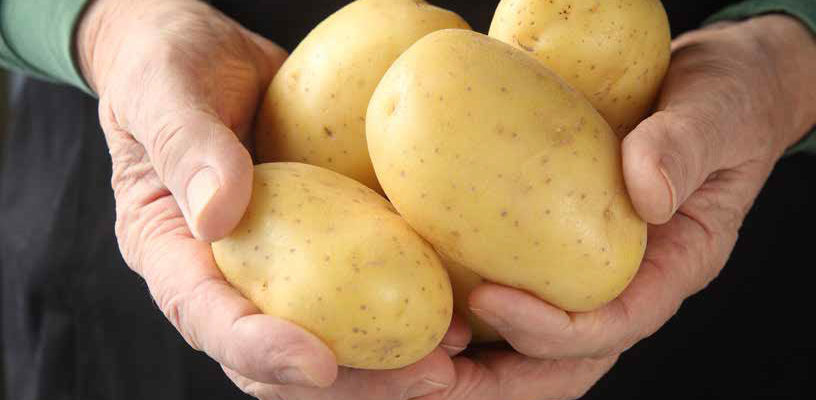 Yukon gold potato, developed at the University of Guelph, turns 50