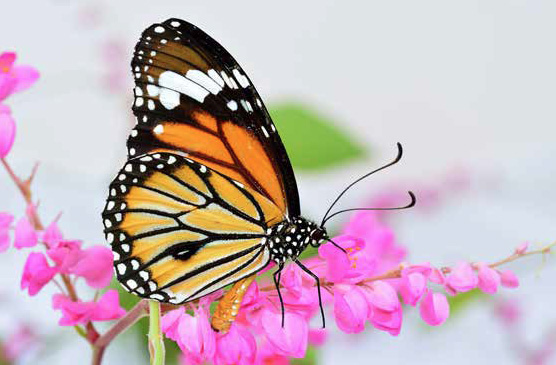 Monarch butterly migration research at the University of Guelph