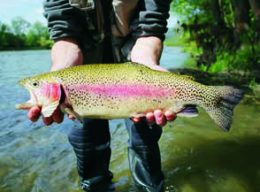 fish