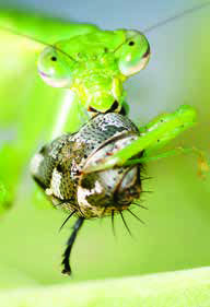 Mantis
