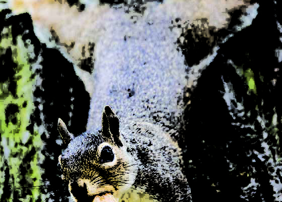 squirrel