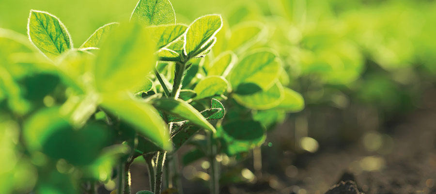 Agri-Food research and innovation partnership renewed