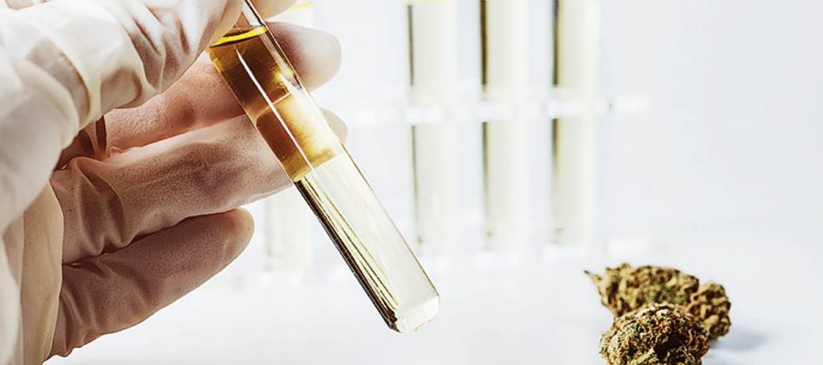 Cannabis may help chemo patients