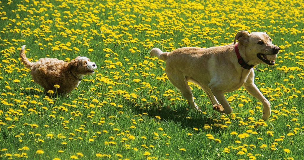 Dogs running in a field