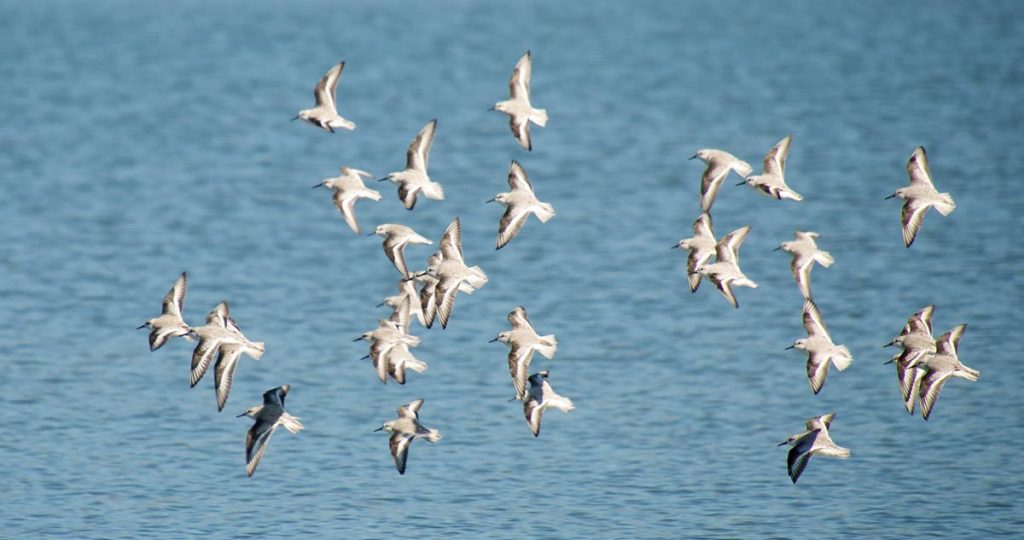 Size does not matter - in bird brains