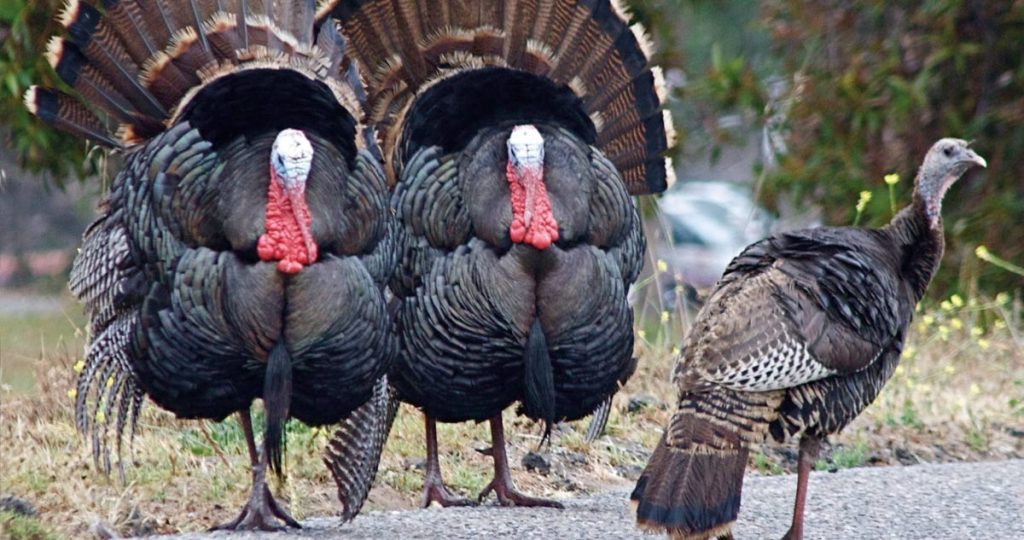 Wild Turkeys