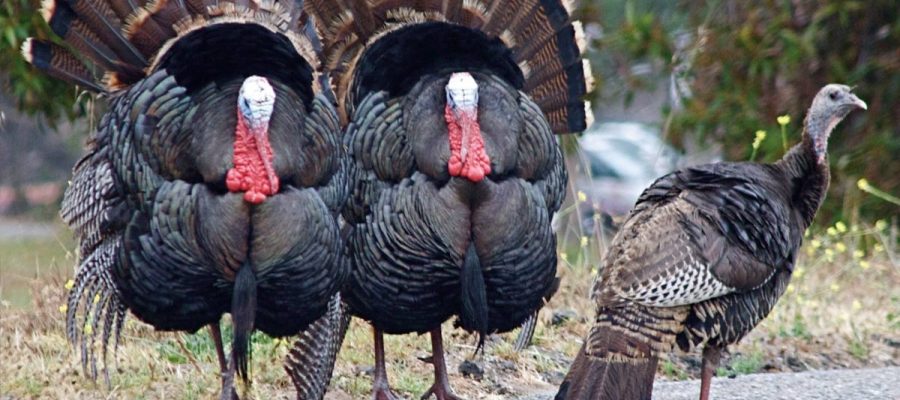Wild Turkeys