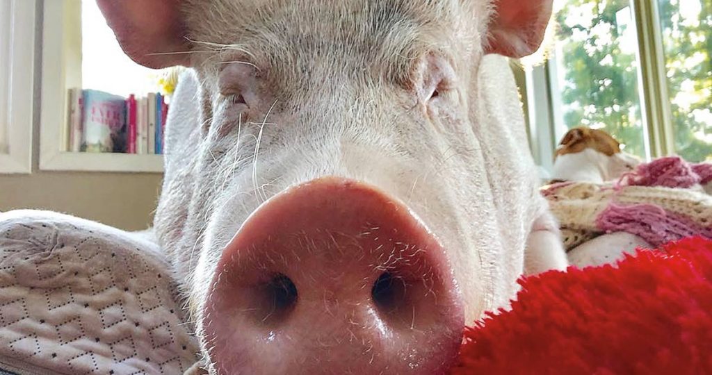 Esther the Wonder Pig