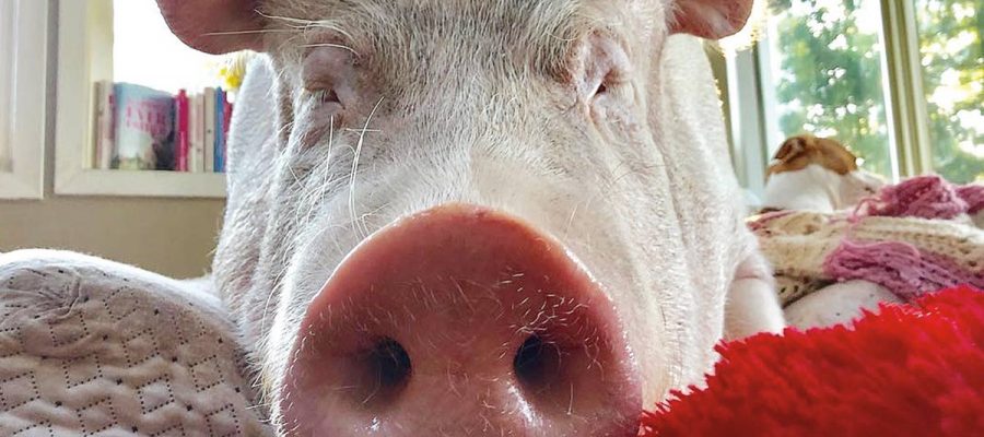 Esther the Wonder Pig