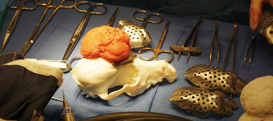 3D printed skull