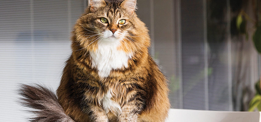 Fat Cat
