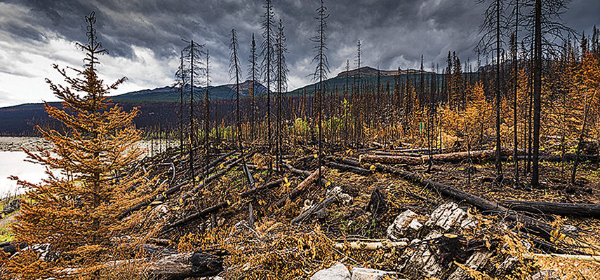 forestfire