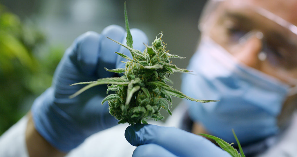 cannabis treatment for animal cancer