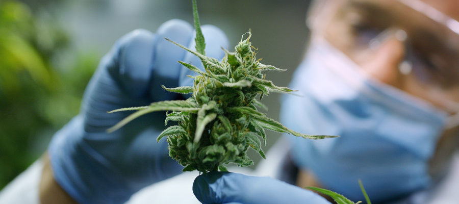 cannabis treatment for animal cancer