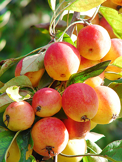 wild apples