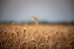 wheat field
