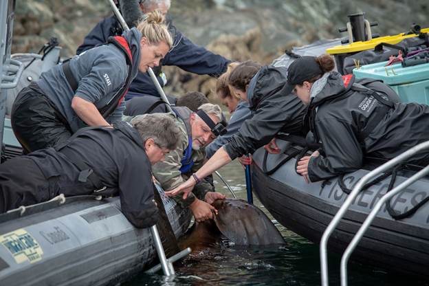 marine mammal rescue team