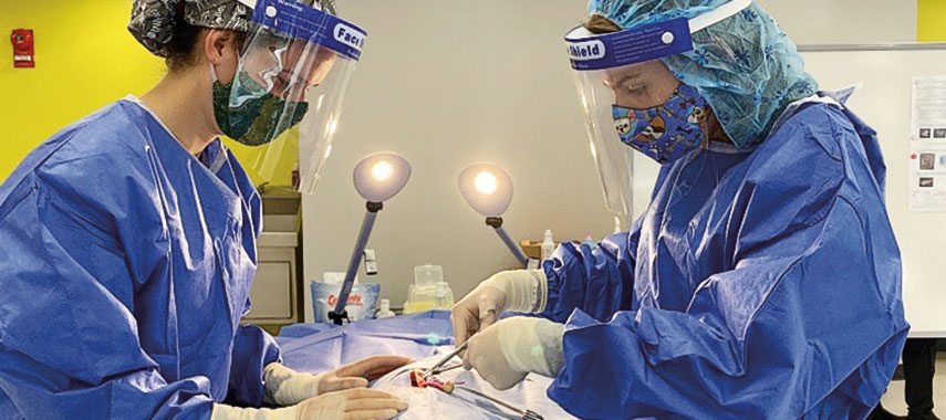 Veterinarians in surgery