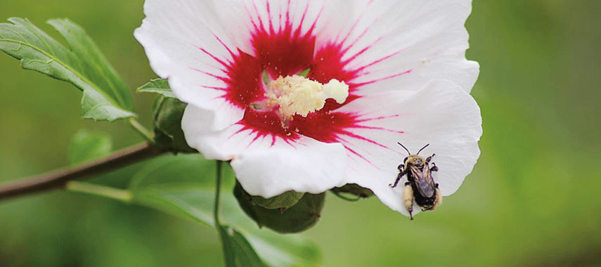 bee in hibiscus flower